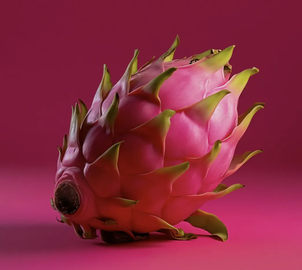 Pitaya (fruta-do-dragão) fresca, colhida no Ceará e processada em nossa unidade na Bahia