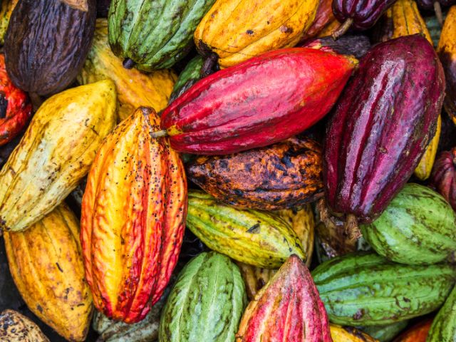 Frutos de cacau